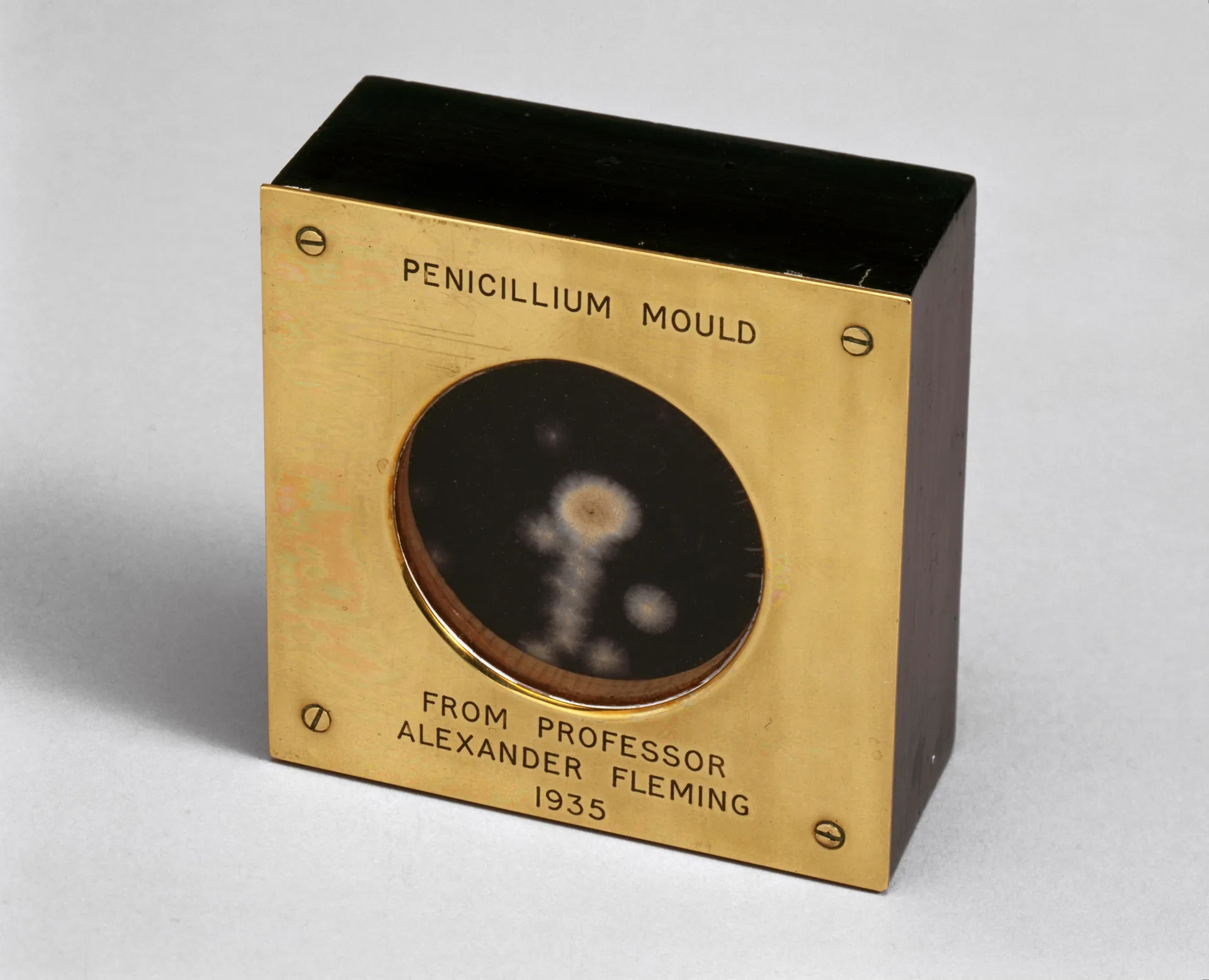 Sample of penicillin mould presented by Alexander Fleming to Douglas Macleod, 1935.